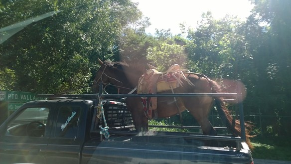 horse transport 2